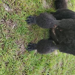 Poodle Puppies from Deborah Busch Poodles