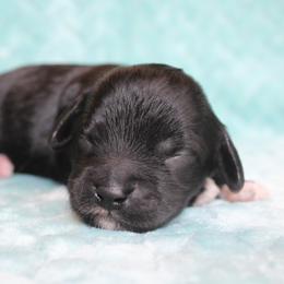 Ebony - Black female Cockapoo puppy in Klingerstown, Pennsylvania from Schaible Family Puppies