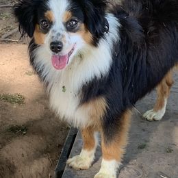 Australian Shepherds, Miniature Australian Shepherds, and Toy Australian Shepherds from Our Lil Aussies