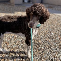 Cleo - Poodle