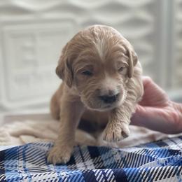 Paddington Bear - Apricot male Goldendoodle puppy in Rocky Point, North Carolina from CelticDoods