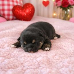 Jade - Black and tan female Shiba Inu puppy in Illinois from Precious-Puppies