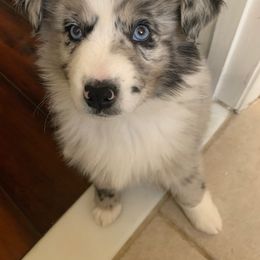Miniature Australian Shepherd Puppies from Fairfax Aussies
