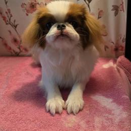 Japanese Chin Puppies from Windhaven Japanese Chin