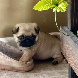 Blue - Fawn male Pug puppy in Baylis, Illinois from Cameo's Pugs