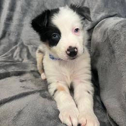 Olaf Boy-2 - Blue merle male Australian Shepherd puppy in Mena, Arkansas from Fat-Bottom Farms