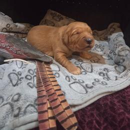 White - Golden female Golden Retriever puppy in Lewiston, Idaho from Three Rivers Golden Retrievers