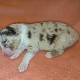 Sally - Red merle female Australian Shepherd puppy in Kingman, Arizona from Long Mt Aussies