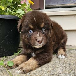 Reese's - Red tri-color female Australian Shepherd puppy in Fultonville, New York from Sandy Aussies & Pomeranians