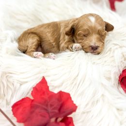 Lilly - Red  female Goldendoodle puppy in Davison, Michigan from Dreaming Doodles