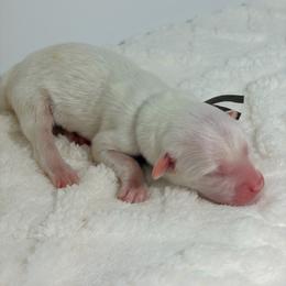 Jersey - White female Great Pyrenees puppy in San Marcos, California from Faith Family Freedom Farm