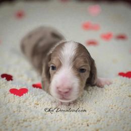 Doc - Chocolate and cream male Dachshund puppy in Oklahoma City, Oklahoma from OkieDoxieland Dachshunds