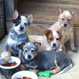 Australian Cattle Dogs from Grizzly Hollow Farm