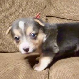 Boy 1 red collar “has natural tail” - Pembroke Welsh Corgi puppy from K&S Quality Pembroke Welsh Corgi’s