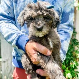 Dolly - Merle female Goldendoodle puppy in Mountain Home, Idaho from MightyDoods