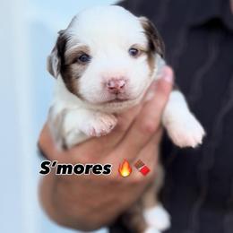 S'mores - Red merle female Miniature American Shepherd puppy in Riverton, Utah from Iron Spirit Homestead & Aussies
