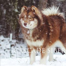 Heidi - Red and white female Siberian Husky puppy in Lakebay, Washington from Cascade Siberians