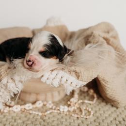Nalu - Tri-color female Bernedoodle puppy in Grants Pass, Oregon from Royal Empire Bernedoodles