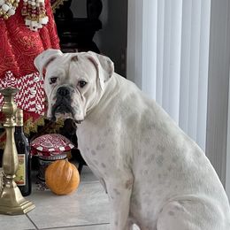 Luna - Boxer