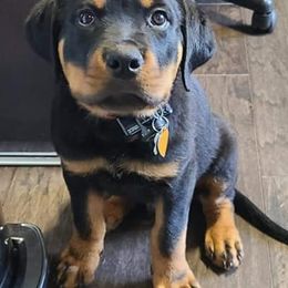 Rottweilers from Gambill Haus Rottweilers