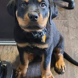 Rottweilers from Gambill Haus Rottweilers