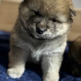 Marley - Red male Shiba Inu puppy in Gladewater, Texas from Mirage Siberians