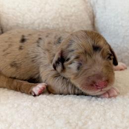 Teddy - Red merle male Aussiedoodle puppy in Jackson, Tennessee from Dinah Doodles and Aussies