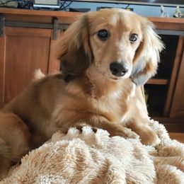 Rhaenyra - Dachshund