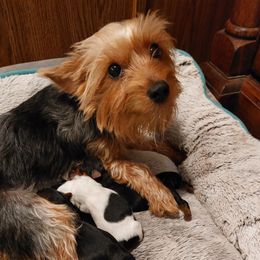 Fiona - Yorkshire Terrier