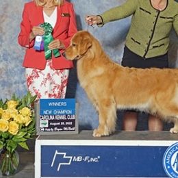 Australian Terriers, Chesapeake Bay Retrievers, and Golden Retrievers from Breezeswept Kennel