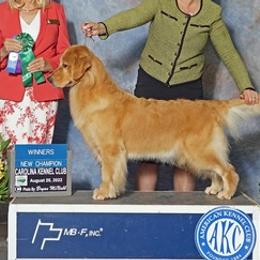 Australian Terriers, Chesapeake Bay Retrievers, and Golden Retrievers from Breezeswept Kennel
