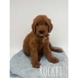 Rocket - Red  male Goldendoodle puppy in Smithfield, Kentucky from KBK9 Kennels