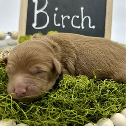 Birch - Red  male Goldendoodle puppy in Travelers Rest, South Carolina from Bailey Mountain Doodles