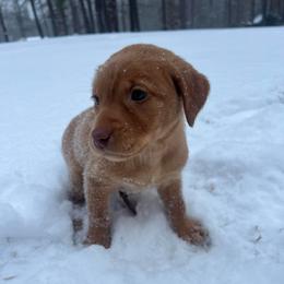 Purple collar - Yellow female Labrador Retriever puppy in Heath Springs, South Carolina from Rich Hill Retrievers