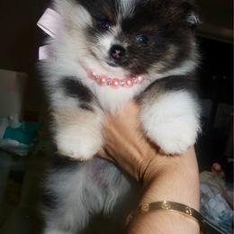 Mochi - Tri-colored female Pomeranian puppy in Town 'N' Country, Florida from Tampa Bay Pomeranians