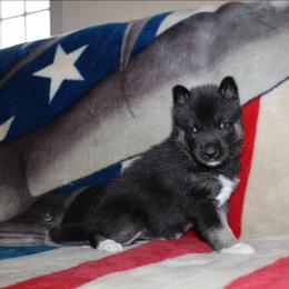 Heart - Black tan and white female Siberian Husky puppy in Le Sueur, Minnesota from Tevana Siberians LLC