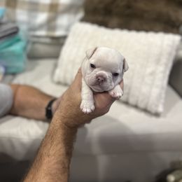 Petunia - White female French Bulldog puppy in Estes Park, Colorado from Camper Puppy