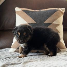Drogon - Black tri male Miniature Australian Shepherd puppy in Cody, Wyoming from Quartz Creek Aussies