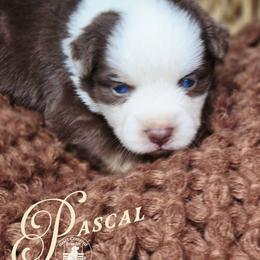Porter - Price 1850 - Red & white male Australian Shepherd puppy in Ennis, Texas from God’s Little Aussies