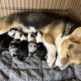 American Corgi, Pembroke Welsh Corgi, and Toy Australian Shepherd Puppies from King of Hearts Corgis