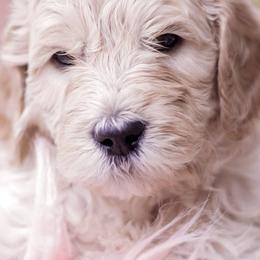 Goldendoodles from Lattesgoldendoodlepuppies