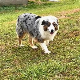 Tilly - Australian Shepherd