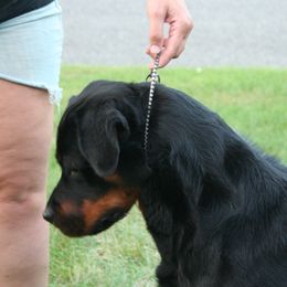 Recon - Rottweiler