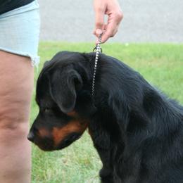 Recon - Rottweiler