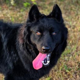 Togo - Siberian Husky