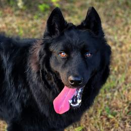 Togo - Siberian Husky