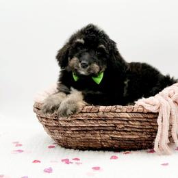 River - Phantom male Bernedoodle puppy in Statesville, North Carolina from Doodle Babies