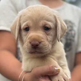 Boy 1 - Yellow male Labrador Retriever puppy in Gerber, California from In The Zone Dog Training and Breeding