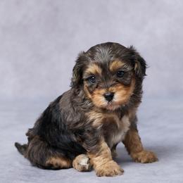 Sal - Merle male Cavapoo puppy in Apple Creek, Ohio from Grandeur Valley Puppies