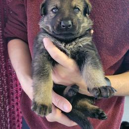 German Shepherd Puppies from Agrestal German Shepherds